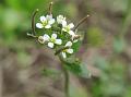 Mouse Ear Cress